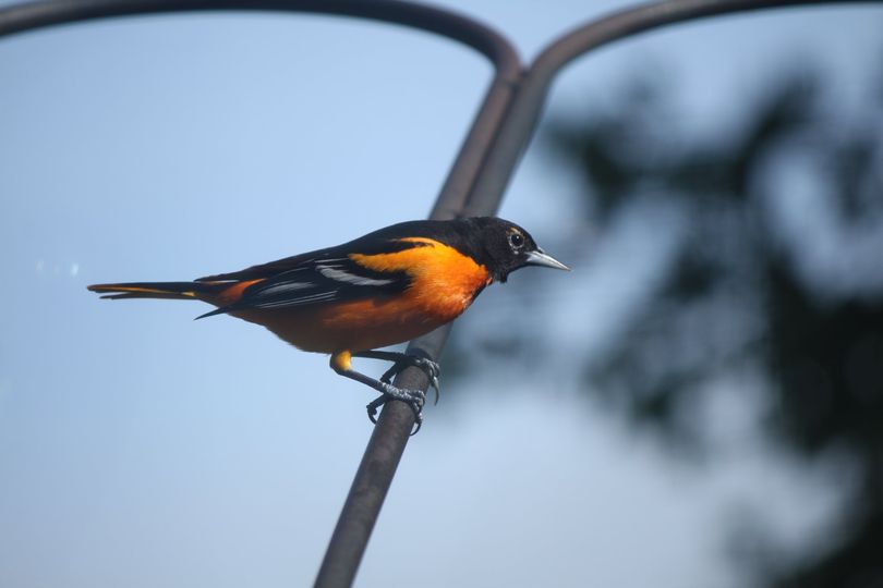 Baltimore Oriole