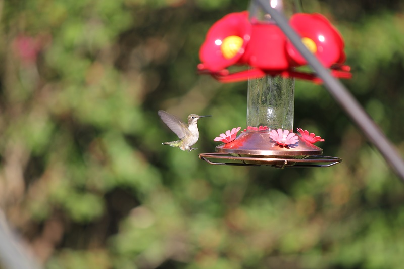 Female Ruby-throated Hummingbird