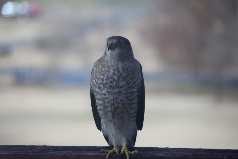 Sharp-Shinned Hawk