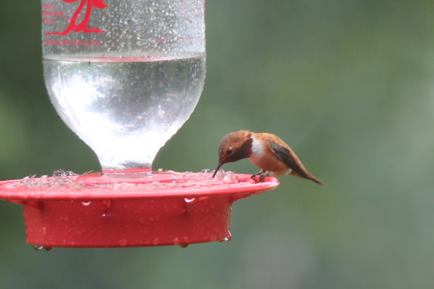 Rufous Hummingbird