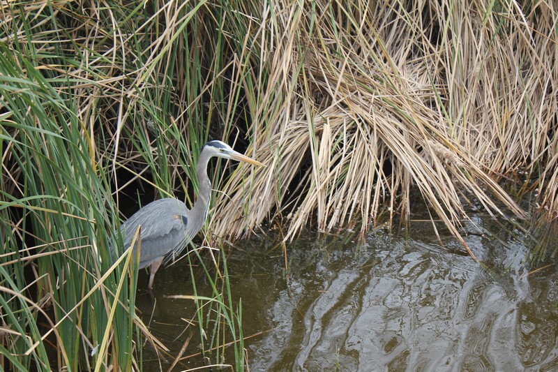 South Padre Island Birding & Nature Center