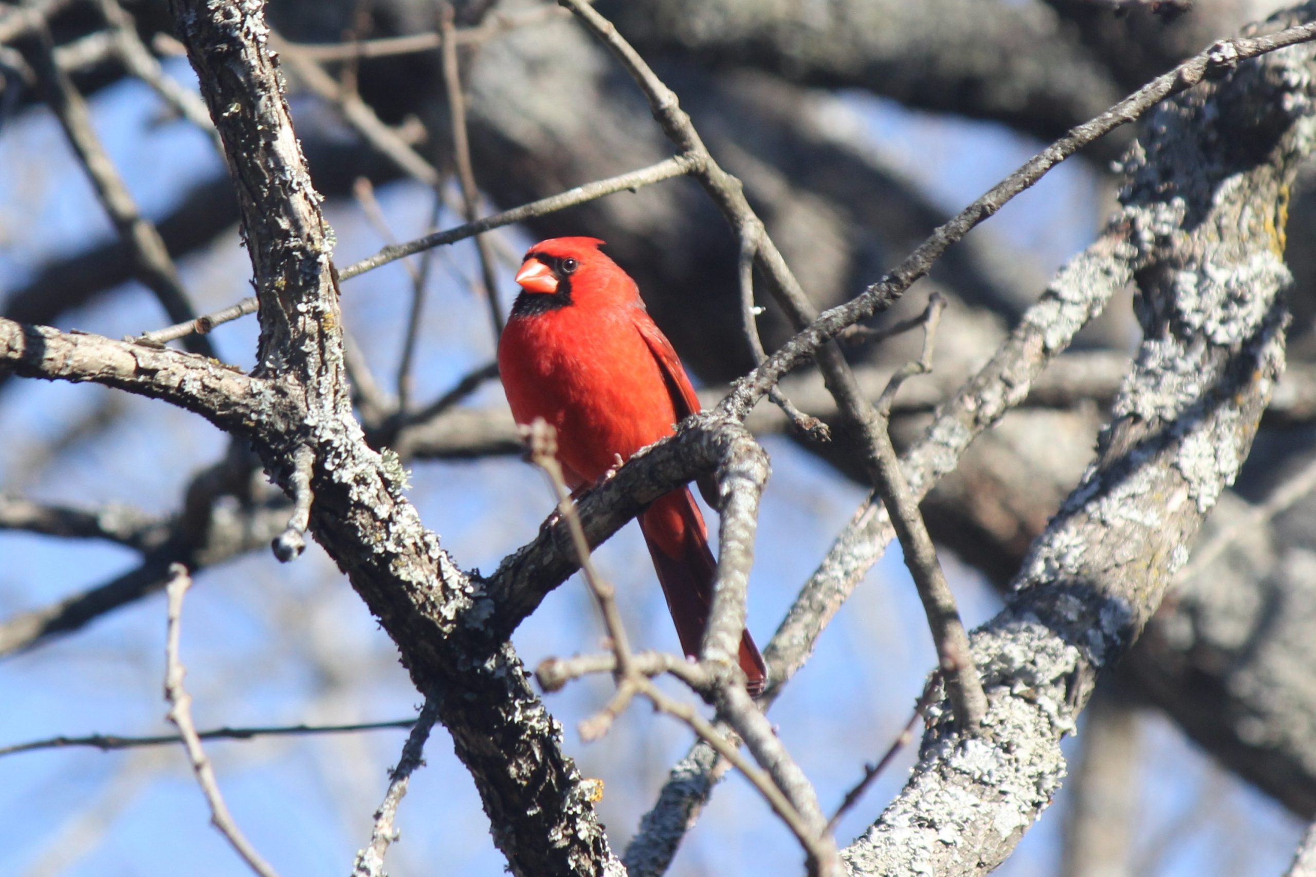 Northern Cardinal