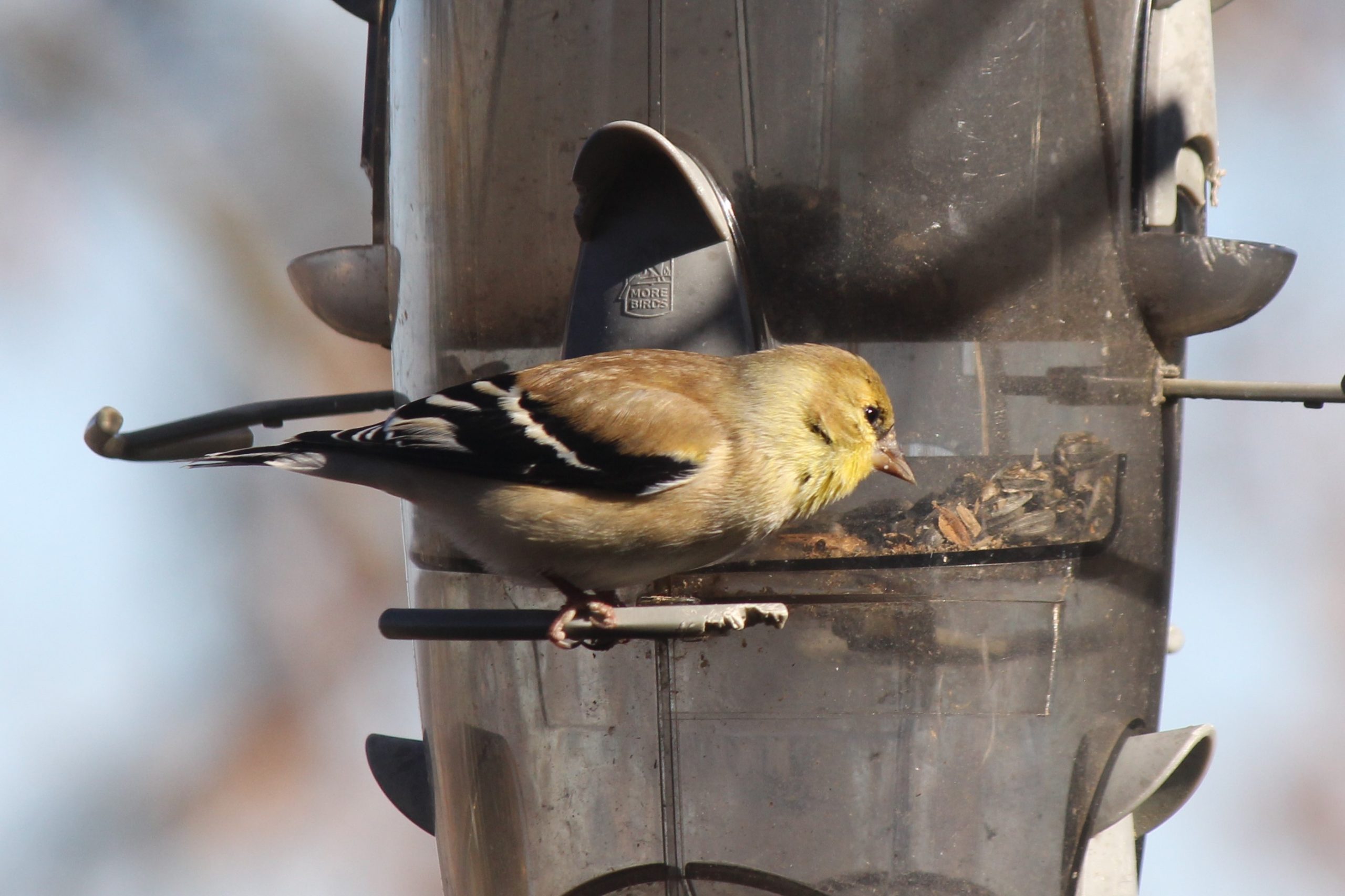 American Goldfinch