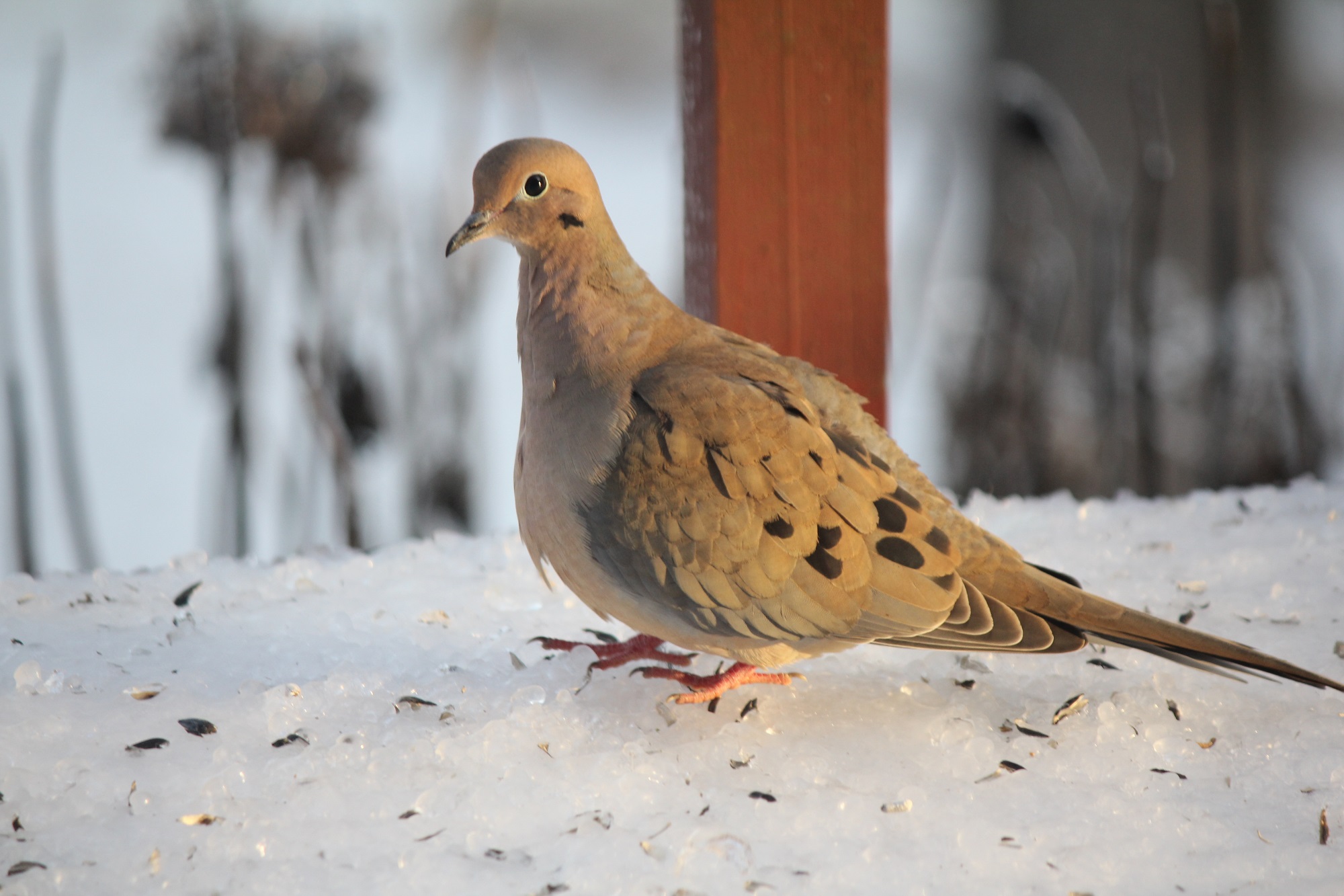 Mourning Dove