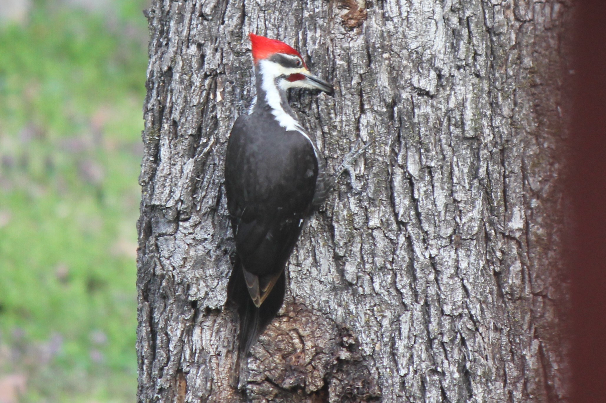 Pileated Woodpecker