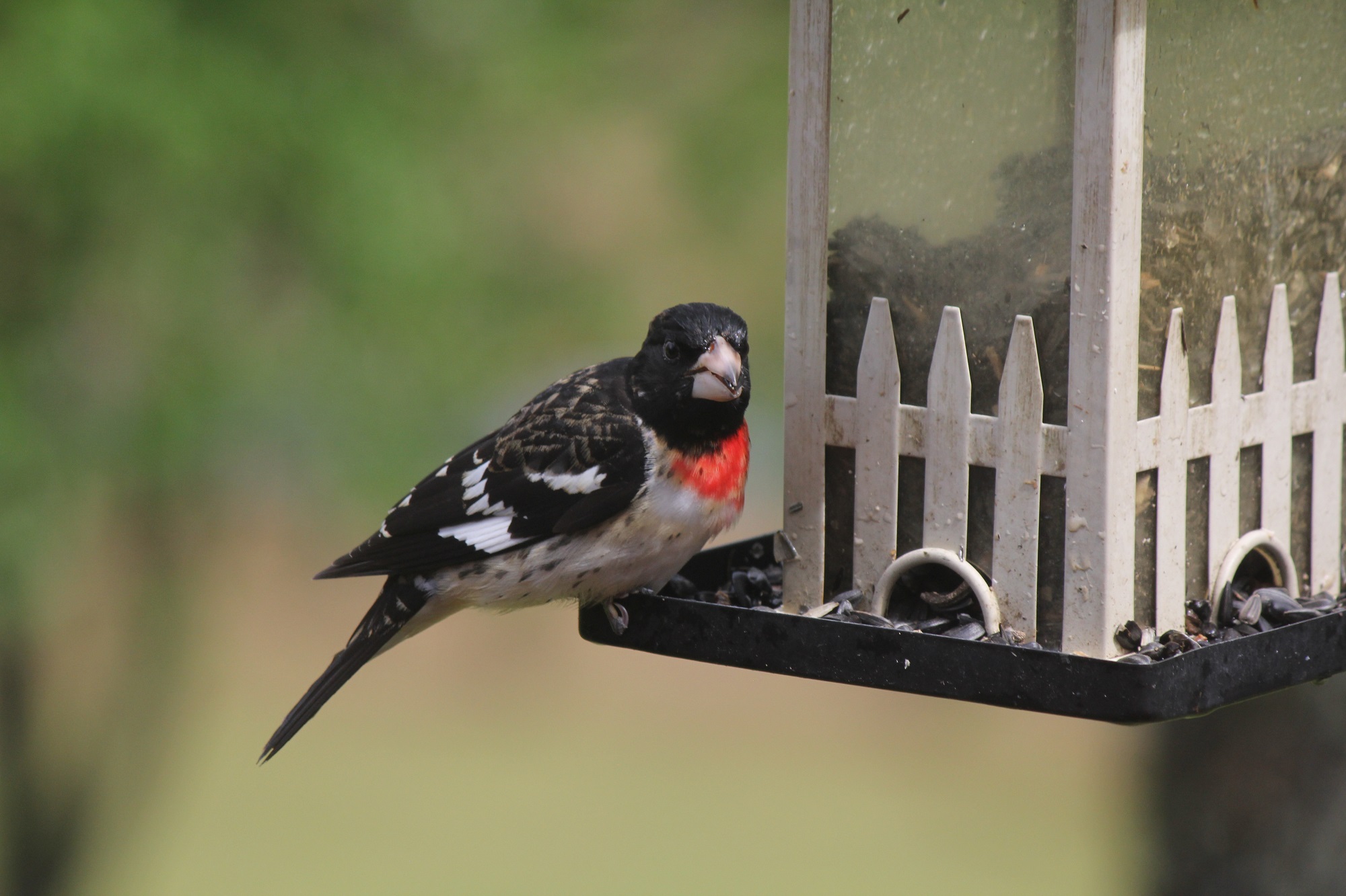 Rose-breasted Grosbeak