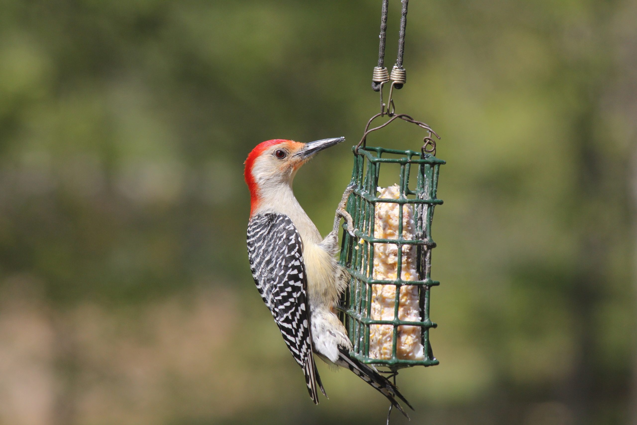 Red-bellied Woodpecker