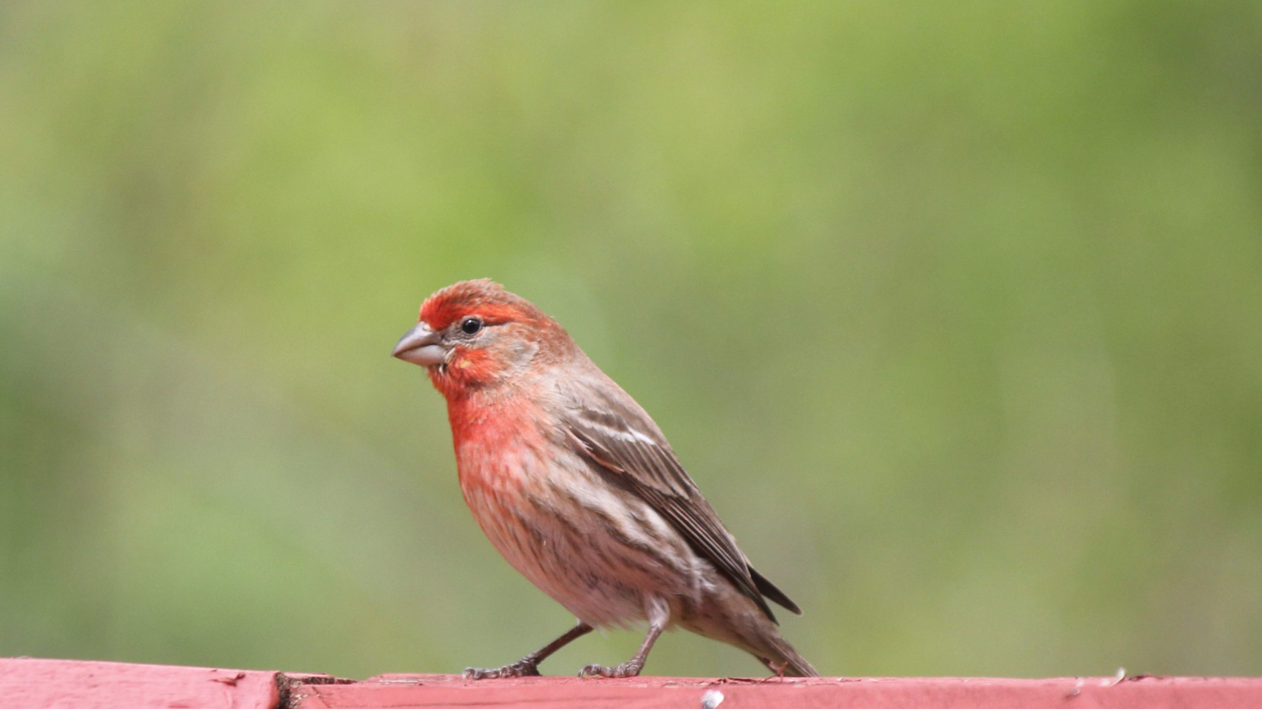 House Finch