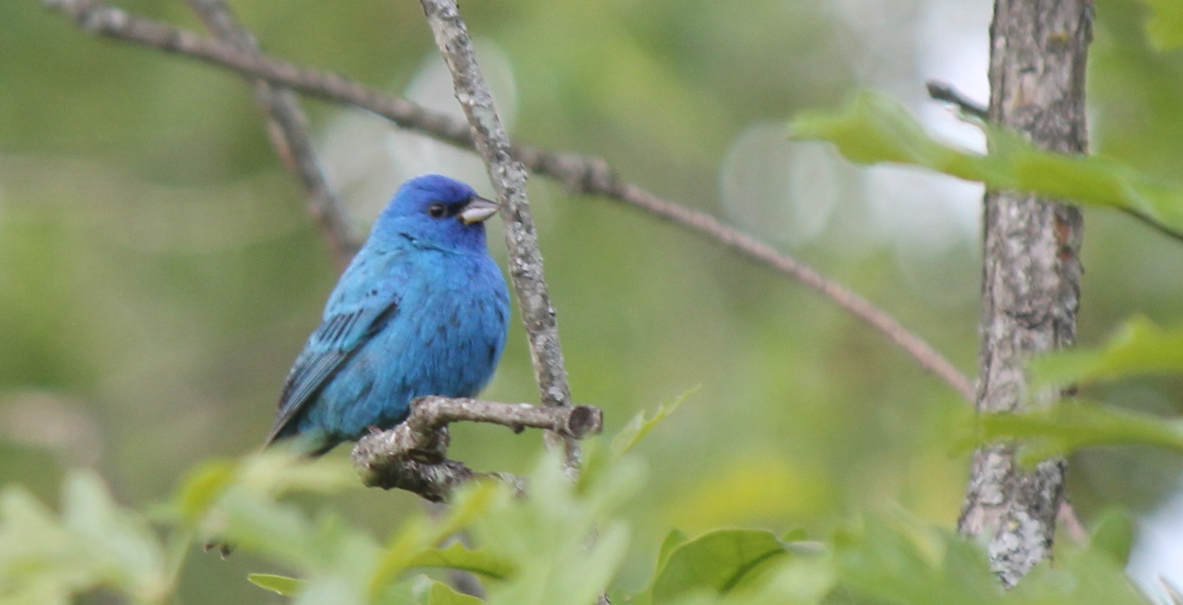 Indigo Bunting